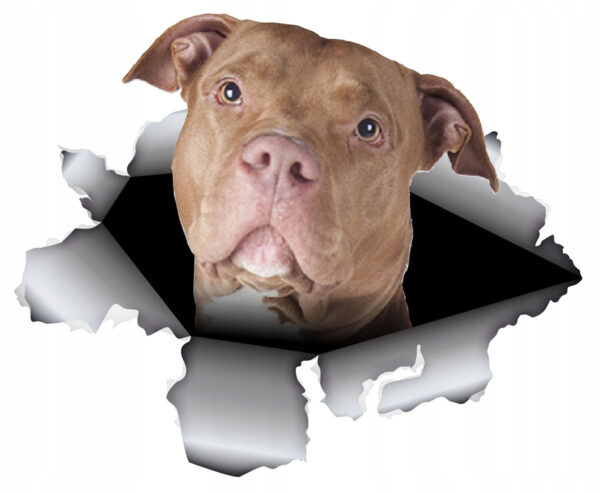 zdjęcie psa 3d pies w aucie